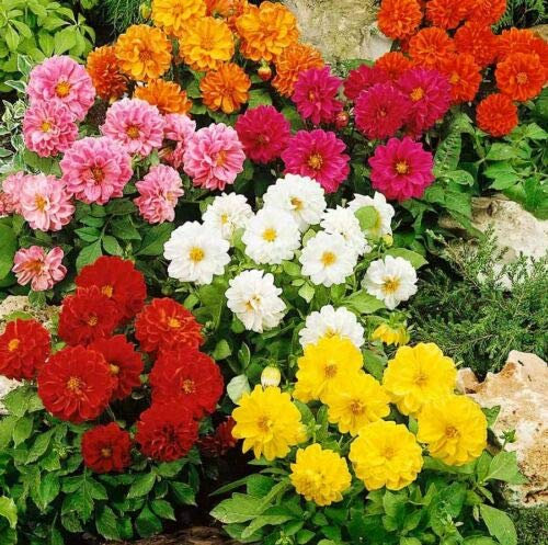SmartMe Dahlie Variabilis Opera Zwerg Double Mix, 60 Samen - Bordüre - Topf - Streu