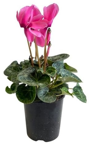 Flor Natural Cyclamen para Interior y Exterior Flor de Otoño e Invierno Mix Color