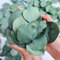 230+ Small Preserved Real Eucalyptus Leaves, 100% Natural Bulk Eucalyptus, Biodegradable Wedding Leaves Confetti for Anniversaries, Birthday, Graduation, Bridal Showers, Baby Shower Party Decor