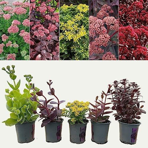 Sedum 'Stonecrop' Plant Mix - 9cm Pots - Ready to Plant - Summer to Autumn Flowering - Deciduous Perennials (6 Plants)