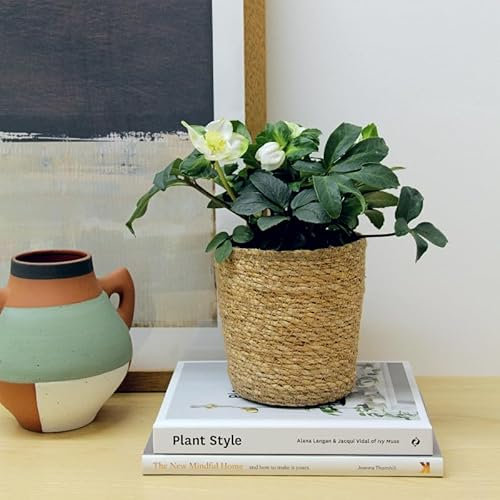 Carbeth Plants - Hellebore Plant Christmas White Rose in 12cm Seagrass Basket Pot - Winter Flowering Indoor Outdoor Garden Ready Perennial - Christmas Gardening Gift