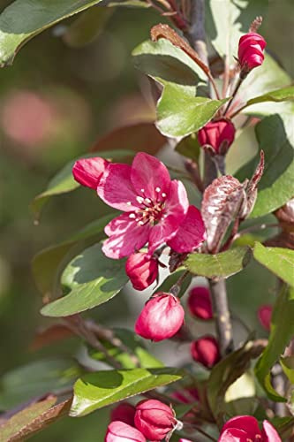 Zierapfel Malus Royalty 60-100 cm Zierbaum winterhart | Rosa-weiße Blüte im Frühjahr, dekorativer Fruchtschmuck, sonniger Standort, ideal als Solitär im Garten