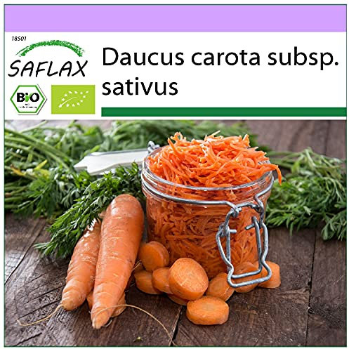 SAFLAX - Ecológico - Zanahorias - Rey de otoño - 1000 semillas - Daucus carota