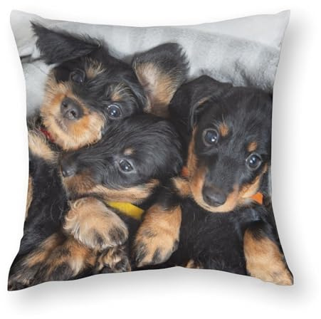 Zhimahou Kissenbezüge, 80 x 80 cm, Motiv: Dackel mit Drahthaar, Stuhlkissen, Sofakissen, Sitzkissen, Bett-Kissenbezug, Kissen