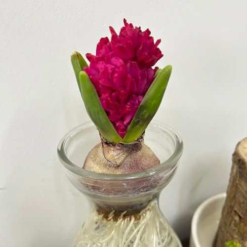 9 pz Bulbi di giacinto resistenti - bulbi di fiori primaverili Giacinto orientalis - Piante resistenti al freddo per vasi decorativi da balcone bulbi a fioritura primaverile da giardino