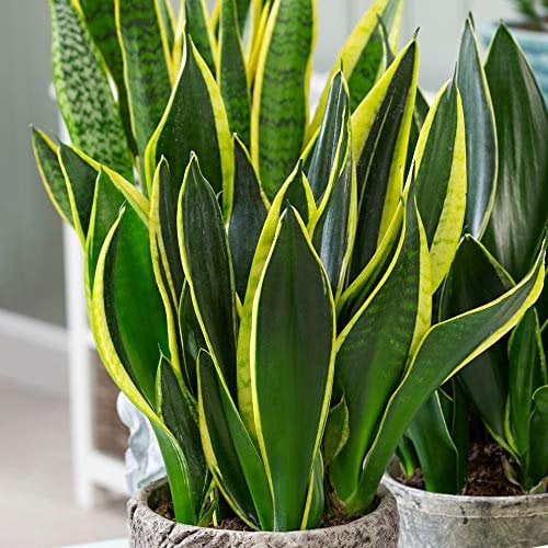 Sansevieria Golden Flame - Pianta Serpente | Pianta per Interni | 30-40 cm