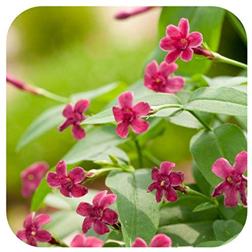 Jasmine Beesianum (Jasminum) Plug Plant by Plug Plants Express Limited