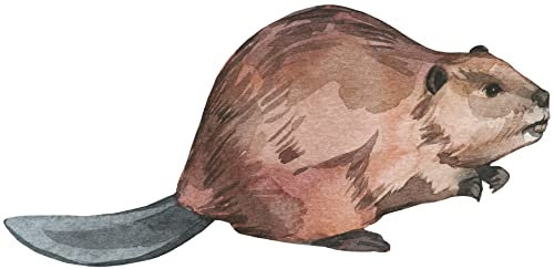 Samunshi® Biber Aufkleber Autoaufkleber für Motorrad Fahrrad Roller oder Auto Sticker Babyaufkleber Kinderaufkleber - 50x24cm mehrfarbig