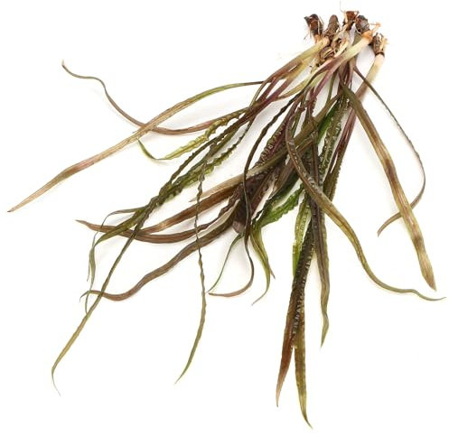 K2AQUA Cryptocoryne Retrospiralis Live Aquarium Plant Tall Background Plant Easy Care Fast Growth Low Tech Freshwater Tropical Natural Aquascape Perfect for Planted Tanks and Community Fish