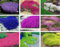 1000 Piezas Tomillo Rastrero de colores mixtos，Semillas de Flores Fáciles de Plantar，Ideal para Jardinería en Macetas, Balcones y Jardines