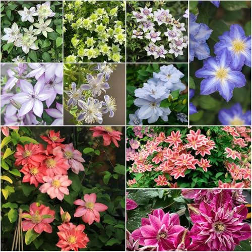 clematis winterhart - winterharte balkonpflanzen balkonpflanzen clematis winterhart mehrjährig deko wohnzimmer modern gartenpflanzen winterfeste für garten 3zwiebeln