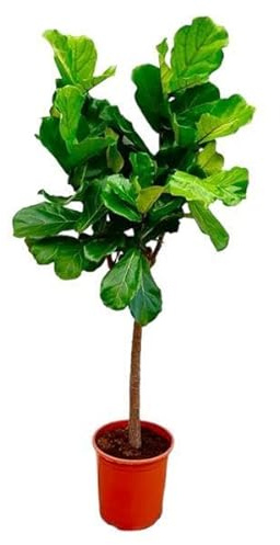 Ficus Lyrata - 160 cm - Figue de violon Ø 27 cm - Grande plante d'intérieur pour salon et bureau - Plante verte tendance avec feuilles XXL - Facile d'entretien et décorative