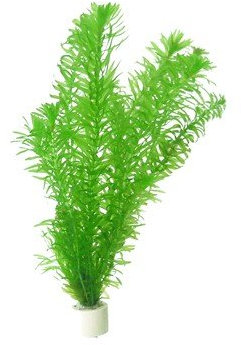 Egeria densa Lebende Aquariumpflanze, 3 Bund