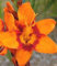 SVI FRISCH 100 PCS Frische Clematis Blumensamen für Pflanzen orange