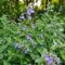 300 Pcs Katzenminze Samen Bio - Bio Saatgut, Winterharte Sträucher, Wildblumensamen Mehrjährig Winterhart Katzenminze Pflanze Samen, Bodendecker Gartenkräuter, Bodendecker Pflanzen