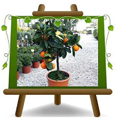EURO PLANTS VIVAI Cítricos Naranja Navelina Planta A partir de Frutas Altura: 150 cm Jarrón: 26 cm
