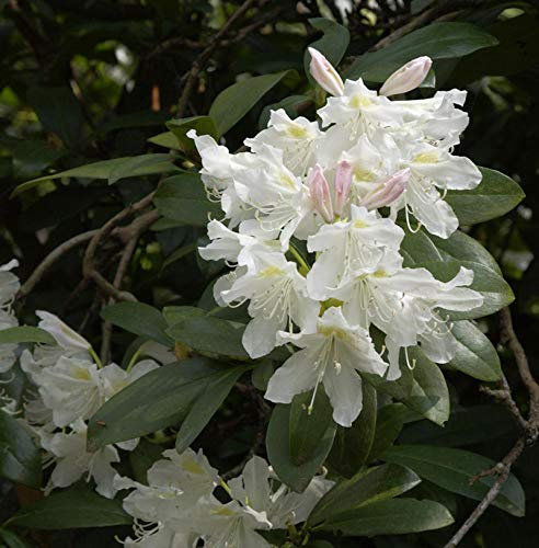 INKARHO - Großblumige Rhododendron Cunningham White 30-40cm - Alpenrose