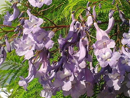 Jacaranda Mimosifolia Presa 1 Pianta Falso Palissandro Brasiliano Legno di Rosa