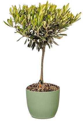 Bonplants Alberello di Ulivo Vero, Olea Europaea, Pianta Longeva e Simbolica, Vaso 17 cm, h 60 cm (Vaso Verde Salvia)