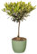 Bonplants Alberello di Ulivo Vero, Olea Europaea, Pianta Longeva e Simbolica, Vaso 17 cm, h 60 cm (Vaso Verde Salvia)