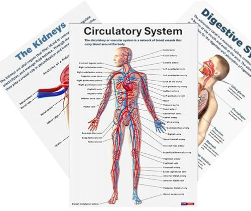 Generisch Anatomie Poster Mensch, 16x Nervensystem Poster, Umfassende Anatomische Lehrtafeln Für Schüler Studenten Zum Lernen & Unterrichten