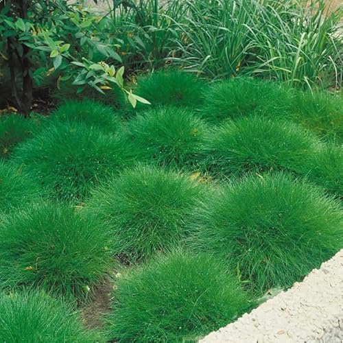 6 x Festuca gautieri - Bärenfell Schwingel in 9x9cm Topf