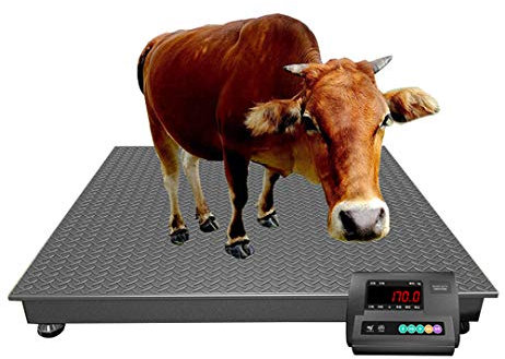 CGOLDENWALL Robuste Präzisions-Waage für Tierärzte, Tierärztliche Waage mit Tierwiegefunktion und Selbstverriegelungsfunktion, schnelles Wiegen, 1000 kg