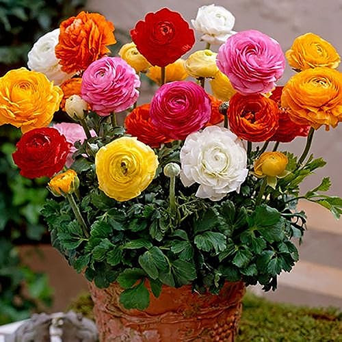 PERZOE 50 piezas de semillas de flores de ranúnculo persa, decoración de plantas de jardinería perenne