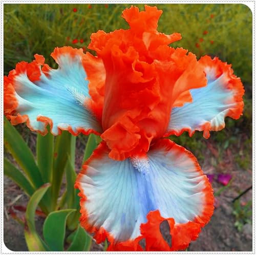 Iriszwiebeln,Gartenpflanzen,Mehrjährig Stauden,Winterharte,SchmetterlingsföRmige,Winterhart Mehrjährig,Schwertlilien Kaufen，Schwertlilien Winterhart Knolle-5zwiebeln-H