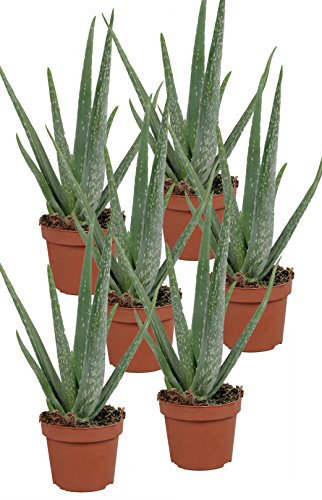 Echte Aloe Vera - im 12cm Topf - ca. 30-40cm hoch (6er Set)