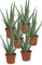 Echte Aloe Vera - im 12cm Topf - ca. 30-40cm hoch (6er Set)