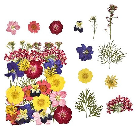 Warmhm Trockenblumen Naturgetrocknet Für Diy-blumendeko Blumenbasteln Basteldekoration Handy-dekoration Und Fotorequisiten