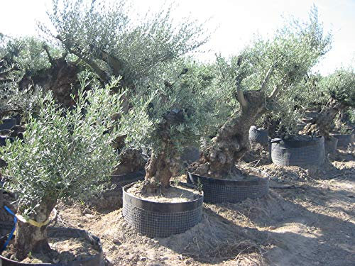 Mediterrano Olivenbaum-Dünger – Der beste Dünger für kräftige Olivenbäume, gesunde Blätter & reiche Ernte – Spezialdünger für Garten & Terrasse. 3 Kg