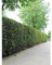 Gemeine Eibe Taxus baccata 140-160 cm. 3 Taxus Koniferen. Grüne Taxus Hecke