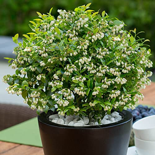 YouGarden, Vaccinium (Blueberry Bush) Berrybux in a 10.5cm Pot