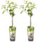 Bloomique - 2er Set - Pyrus Communis Conference - Birnenbaum - Obstbäume - Gartenpflanze - Balkon Pflanze - Obstpflanzen Winterhart - ⌀14 cm - Höhe 60-70cm