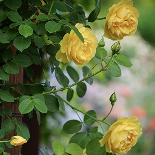 1 Yellow Climbing Rose Bare Rooted Plant Bush, 30-40cm Tall Fragrant Shurb, Trellises Outdoor Landscape Aroma Flowers Archway Garden Fences Pergola