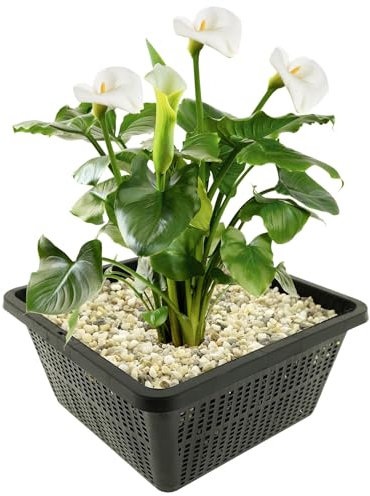 vdvelde.com - Weißer Arum - 4 Stück - 1 Teichkorb - Zantedeschia Aethiopica - - Sumpfpflanze- Ausgewachsene Höhe: 80 cm- Platzierung: -1 bis -10 cm
