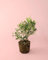 Olivo Enano | Mini Arbol Frutal Natural | Pur Plant