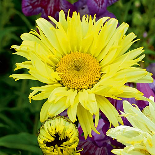 Leucanthemum plants, ready for the garden. 'Goldfinch'. Perennial flowers. Shasta Daisy. 2L Plant. Available from Bedwen Plants.