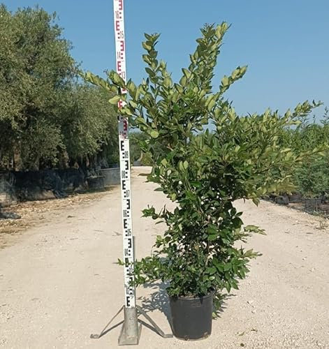 Pianta Ligustro Texano Verde