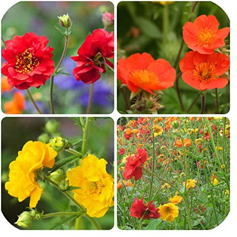 Geum Yellow Red Orange Mix x 6 Plug Plants Hardy Perennials