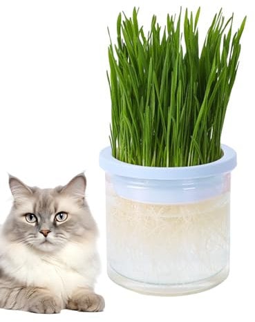 Dranng Cat Grass Container | Clear Hydroponic Cat Grass Pot,Pet Accessory, Germination Tray, Easy to Grow for Indoor or Outdoor Cats, Prevent Hairballs and Aid Digestion