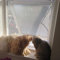 Flat Cats window screens - Single Pack - Selection of sizes (60cm x 115cm, White Mesh/White Fixings)