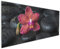 Wallario Küchenrückwand aus Glas 125 x 50 cm, Motiv: Orchideen-Blüte auf schwarzen Steinen, benetzt mit Wasser-Tropfen | Spritzschutz abwischbar & pflegeleicht