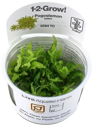 Tropica Pogostemon helferi 1-2 GROW! Gewebekultur Aquariumpflanze