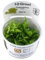 Tropica Pogostemon helferi 1-2 GROW! Gewebekultur Aquariumpflanze
