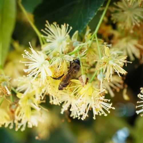 lindenbaum kaufen samen - winterharte pflanzen für garten linden baum bio samen winterharte balkonpflanzen gewächshaus balkon geschenke winterharte pflanzen exotische pflanzen 10pcs