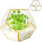 Pentagono Glass Terrarium 7.1x7.1x5.5 - Terrario di pianta chiusa geometrica con porta per piante grasse/felci (ottone)