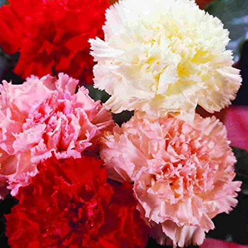 Welldales 50 Mixed Carnation Seeds Scented Chabaud Garden Coloured Flowers to Plant & Grow